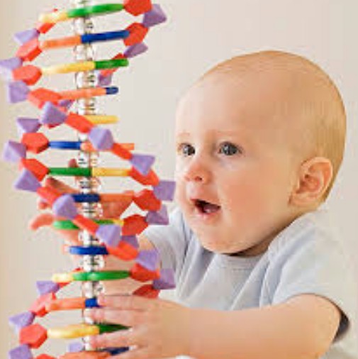 bebes y genetica