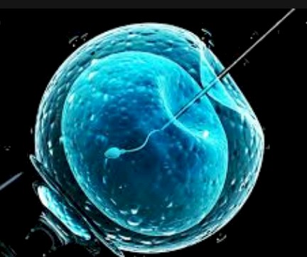 fecundacion in vitro