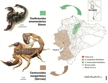 Imagen del artículo Alacranismo - Qué hacer si te pica un alacr? (escorpié)?