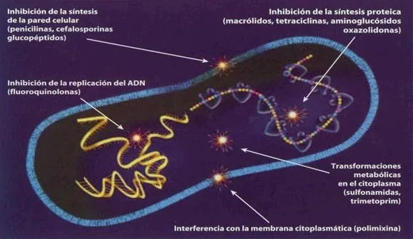 Imagen del artículo Resistencia bacteriana a antibióticos