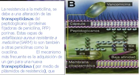 Estafilococo aureus resistente a meticilina (sarm) o "superbug"