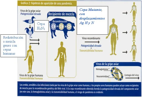 Gripe - Influenza porcina - Aviar - Humana