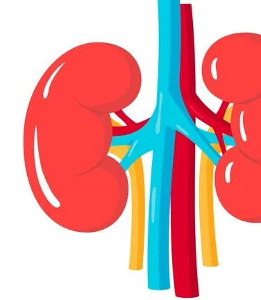 Imagen del artículo Anemia en la insuficiencia renal crítica