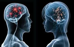 Descubren zona del cerebro relacionada con la exitaci? sexual