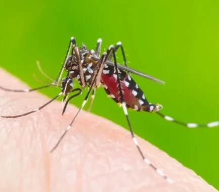 Imagen del artículo Enfermedades emergentes: Dengue