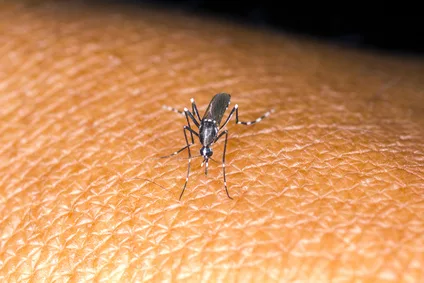 Imagen del artículo ENFERMEDADES GEMELAS DENGUE Y CHICUNGUNYA