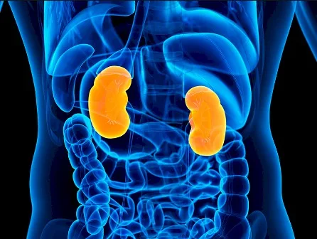 Imagen del artículo Diabetes y riñón