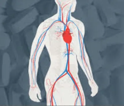 Imagen del artículo Cuál es la función del calcio en el cuerpo humano?