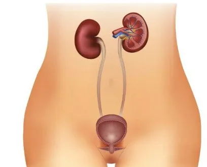Imagen del artículo Infección de la uretra. Por que?