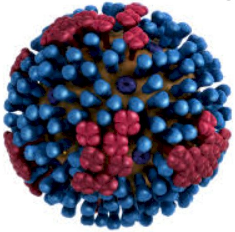 virus influenza