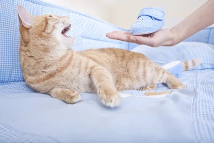 Imagen del artículo Toxoplasmosis y embarazo. Cuál es el riesgo ?