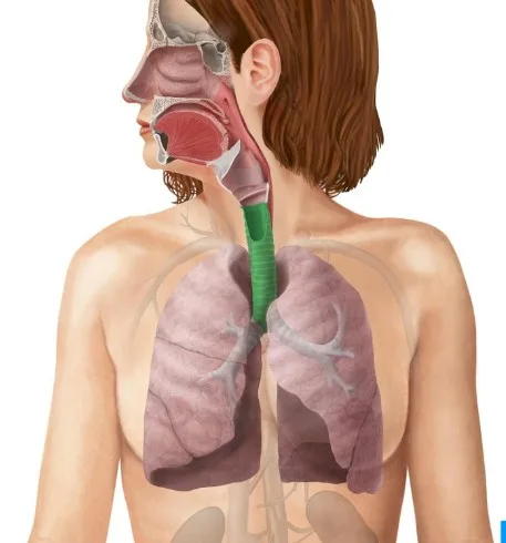 Imagen del artículo Inflamación de la vía aérea superior e inferior