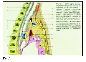 TrAquíeotomás y TrAquíeostomás