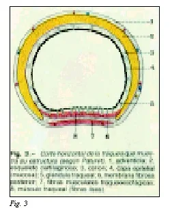 TrAquíeotomás y TrAquíeostomás