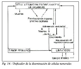 Patología Mamaria. Procesos Inflamatorios e Infecciosos.