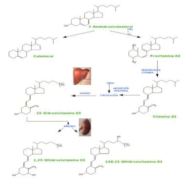 VITAMINA D Y cáncer SISTÉMICO
