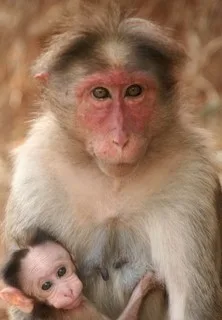Imagen del artículo Historia del Virus VIH/SIDA - Origen y evolución del mono al hombre