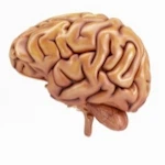 Neurología y Neurocirugía