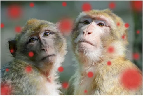 Imagen del artículo VIRUELA DE LOS MONOS O VIRUELA DE LOS SIMIOS